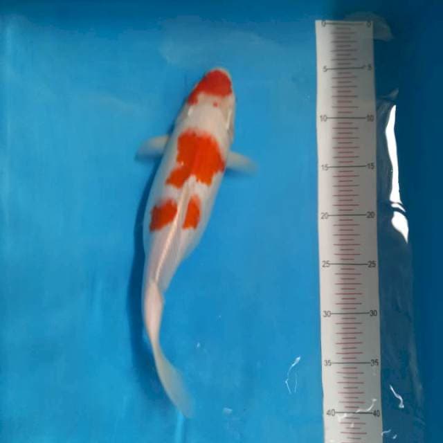 Kohaku 35cm
