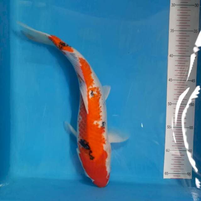 Sanke 40cm