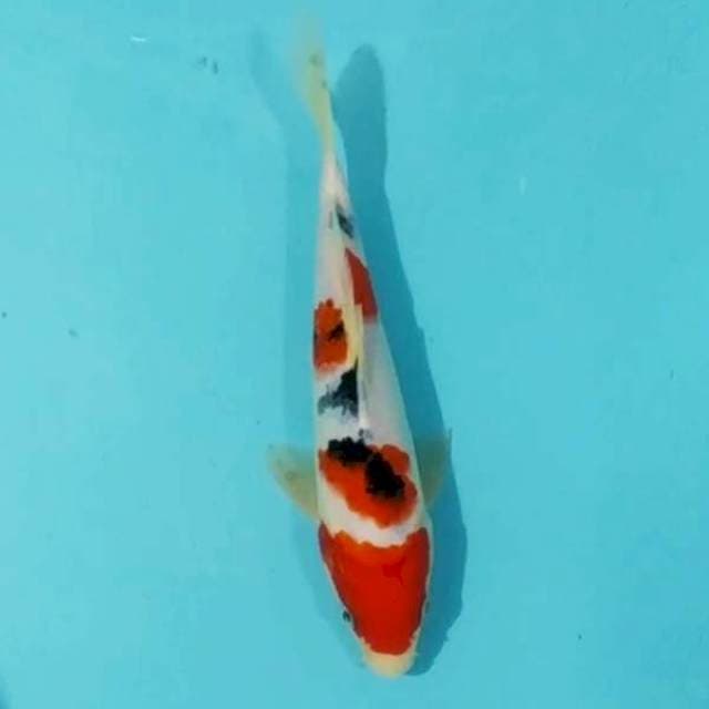🌀25cm sanke