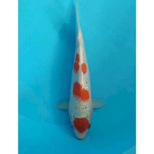 maruten goshiki male 29 cm