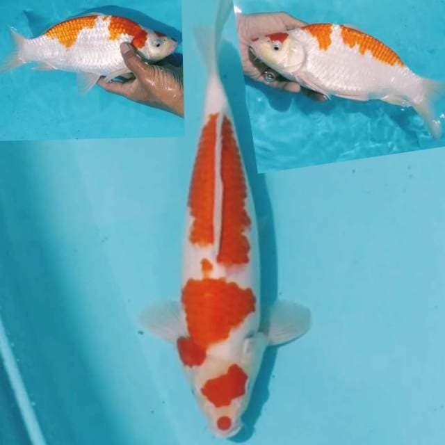 1⃣3⃣32cm kohaku