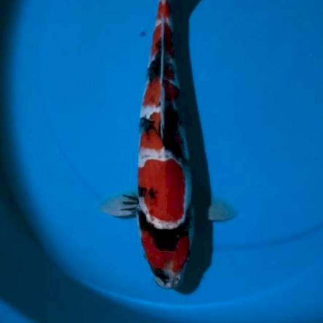 showa 35 cm male