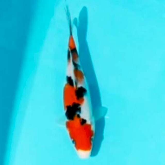 🌀20cm sanke