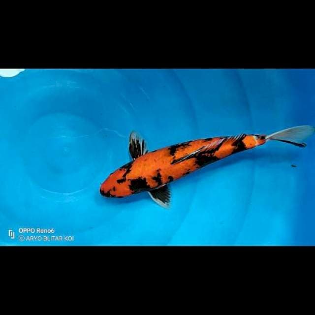 Hi Showa 36 cm Merah setrong