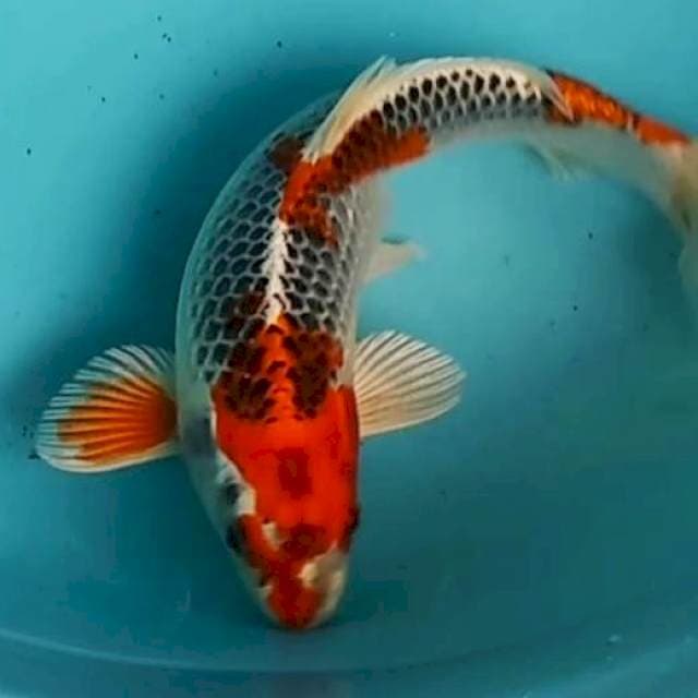🔴27cm kujaku Gold