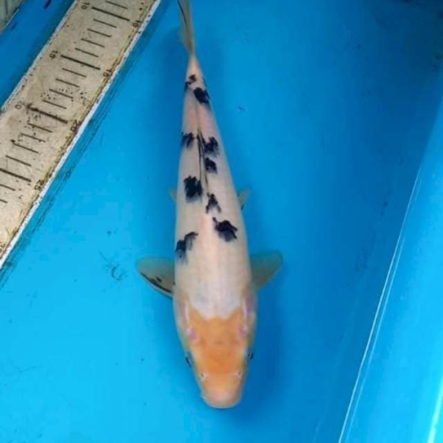 Bekko 28cm