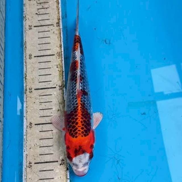 Beni Gingga 22cm