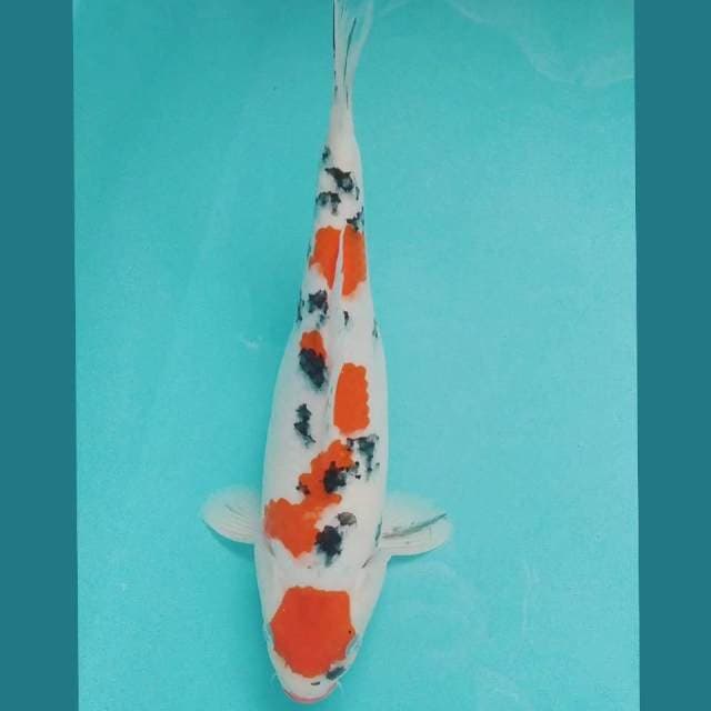 Showa Maruten 30cm