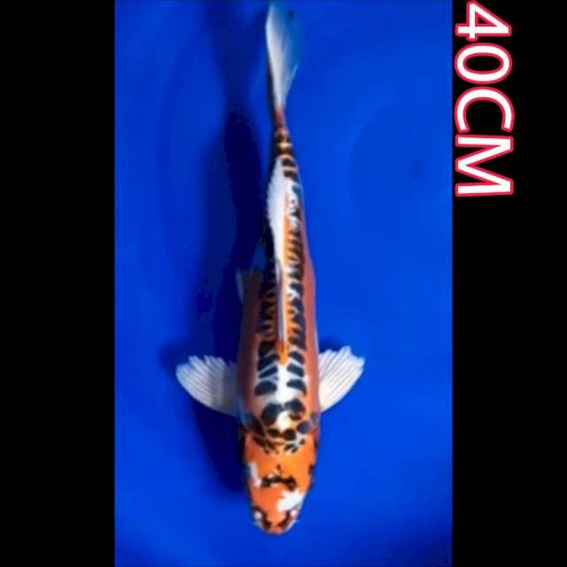 KIKORYU 40CM
