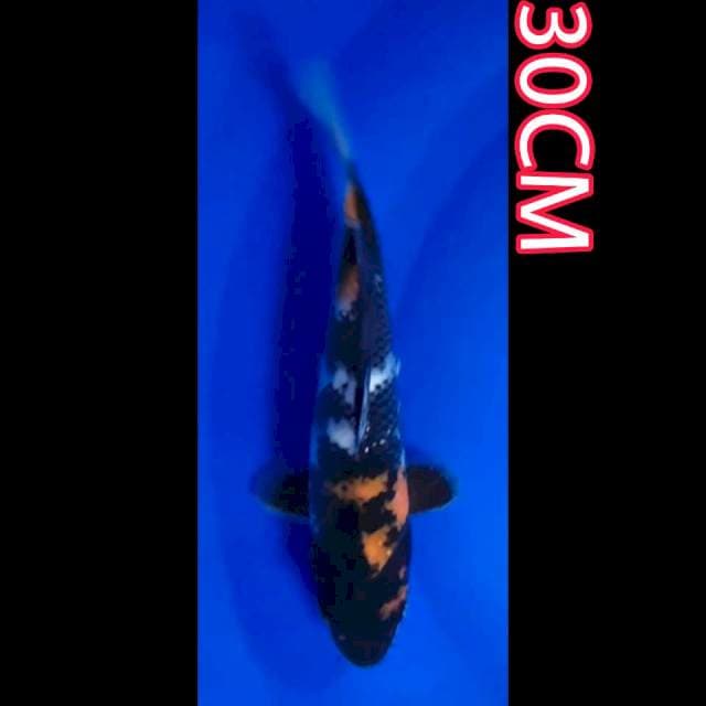 SHOWA 30CM