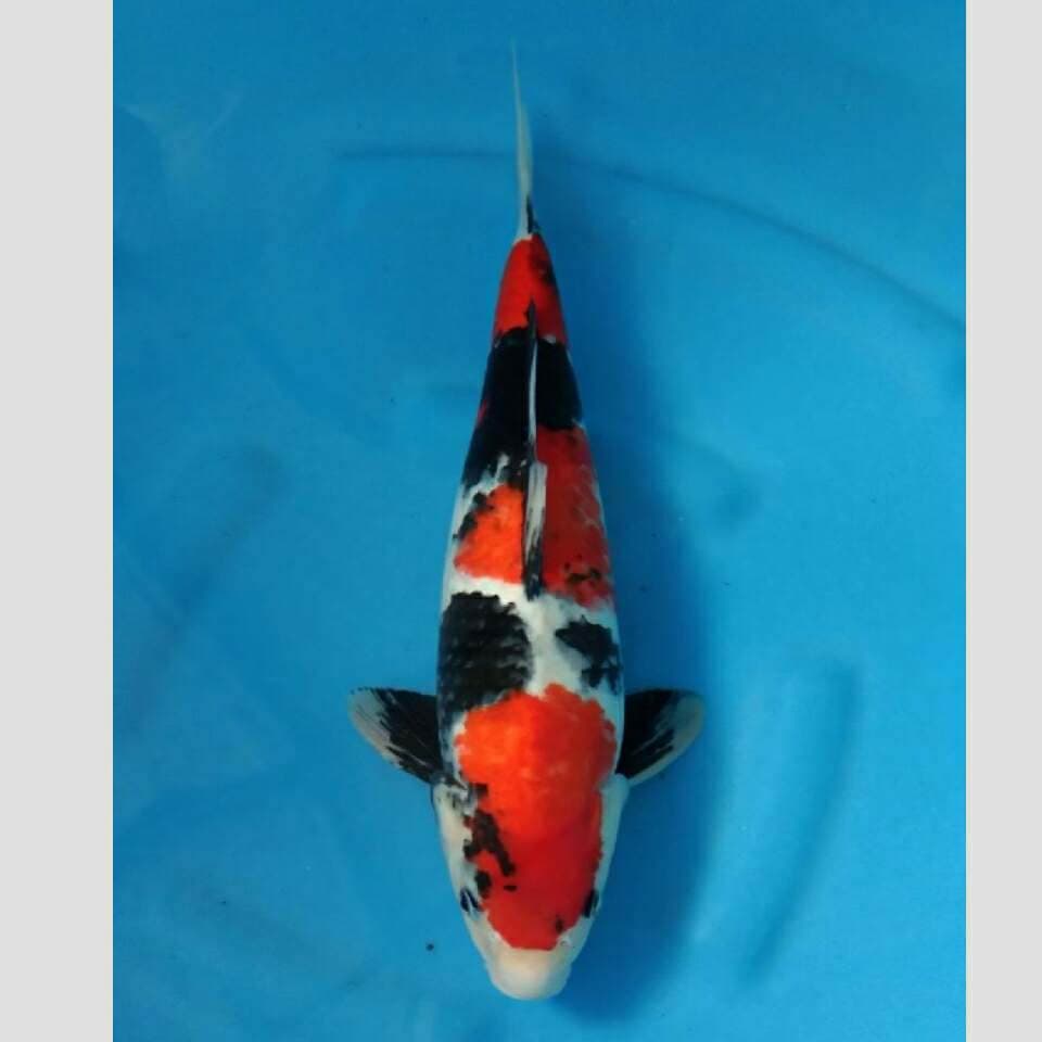 showa super koleksi keren 42cm
