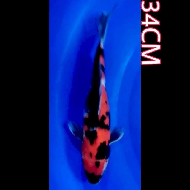 SHOWA 34cm