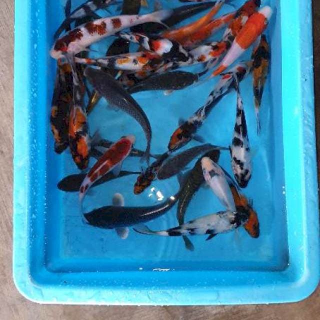Mix