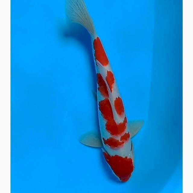 Kohaku