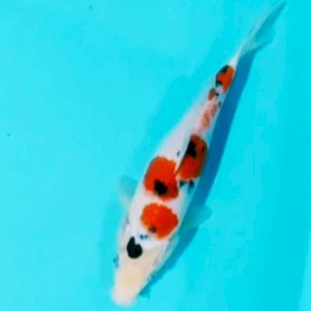 🌀25cm bosu sanke