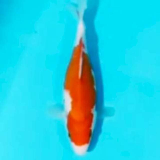🌀25cm short body kohaku
