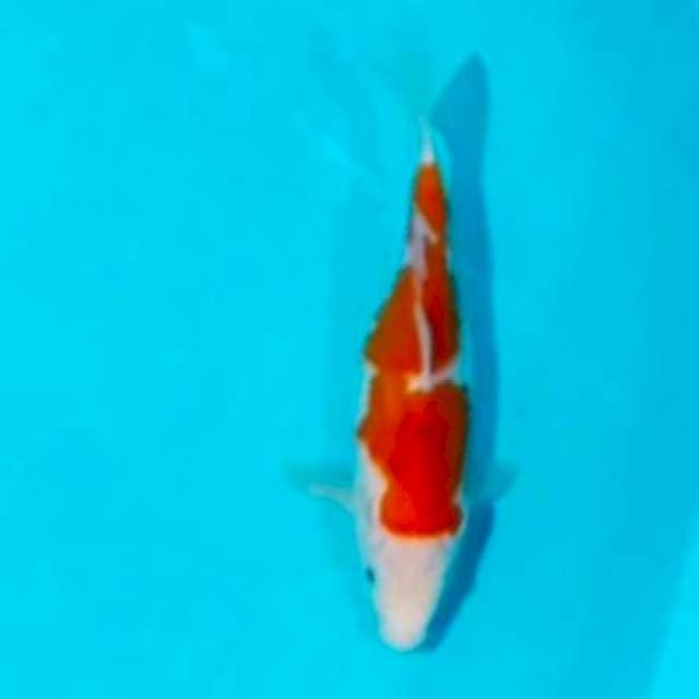 🌀 25bu short body bosu kohaku