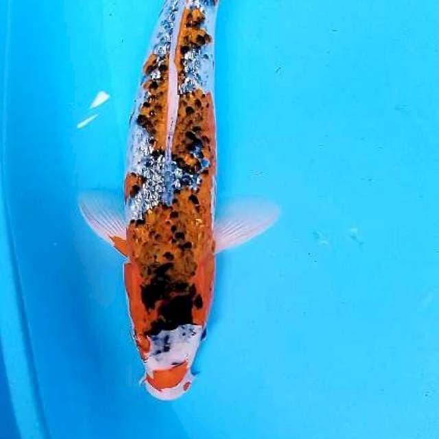 Pejantan ginrin 46 cm