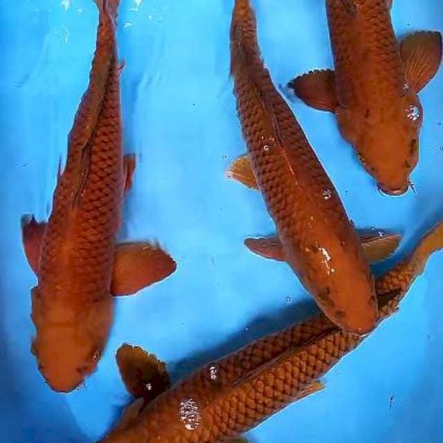 Pejantan cagoi tembaga 42-44 cm