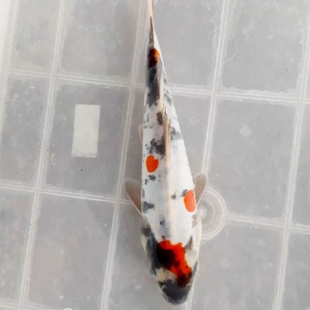 Doitsu kindai 18 cm
