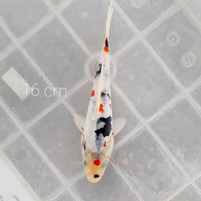 Doitsu kindai 16 cm