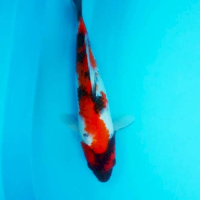 Showa 30cm