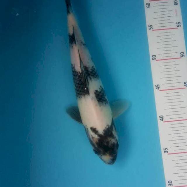 Shiro utsuri 31cm