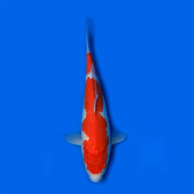 36cm Kohaku