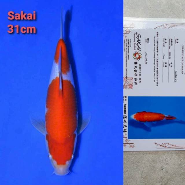 Sakai Kohaku Certi
