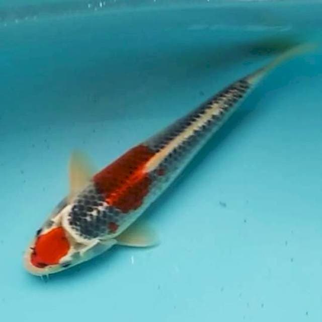 🔴27cm maruten goshiki original