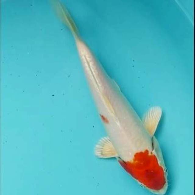 🔴25bu tancho kohaku hikari original