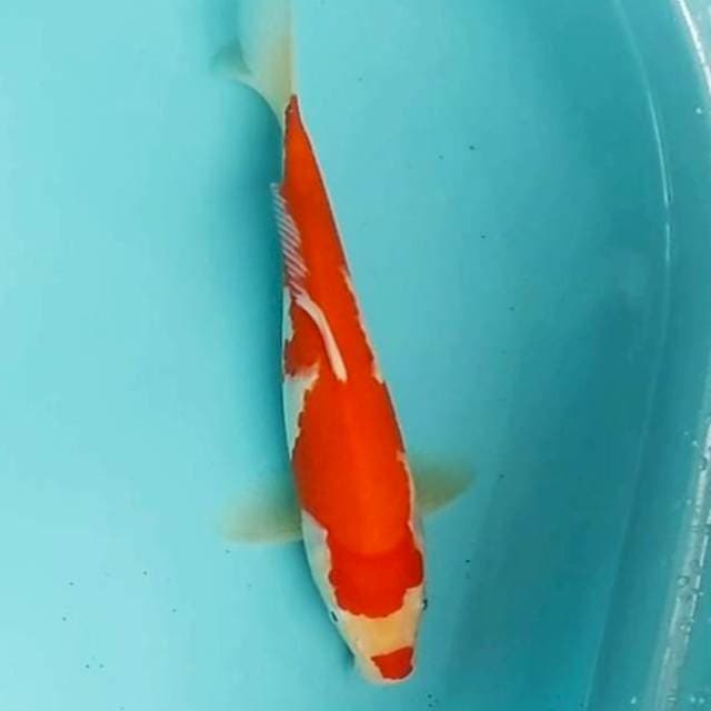 🔴30bu kohaku RED STRONG HALUS