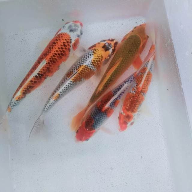 Kojaku gosiki 27-31cm 5ekor