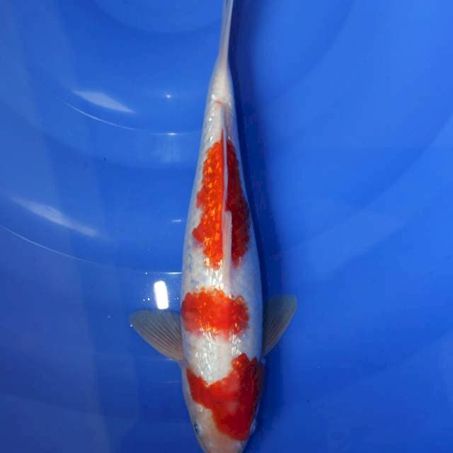 Sandan kohaku 30cm