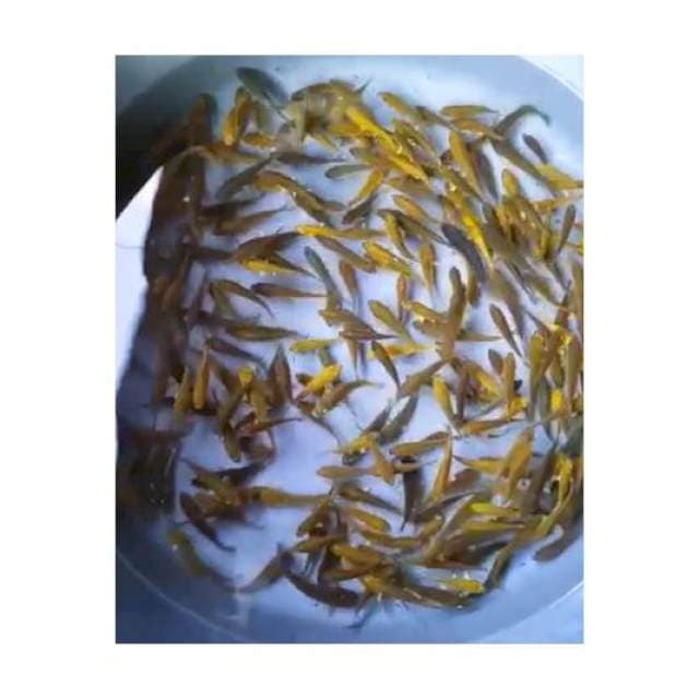PAKET CHAGOI 5 - 6 Cm, 200 Ekor