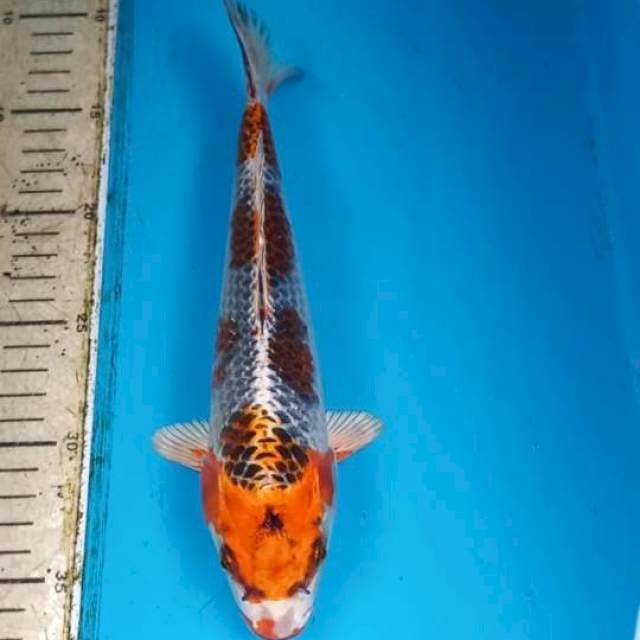 Gingga 25cm