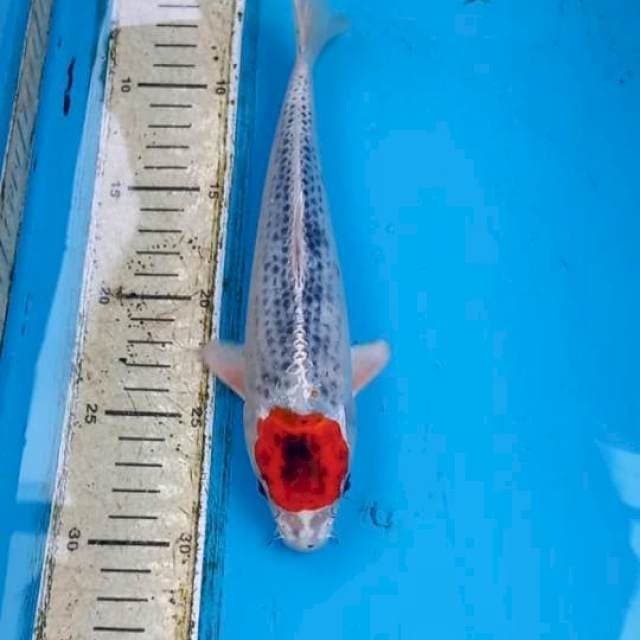 Tancho 25cm