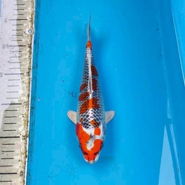 Gingga 23cm