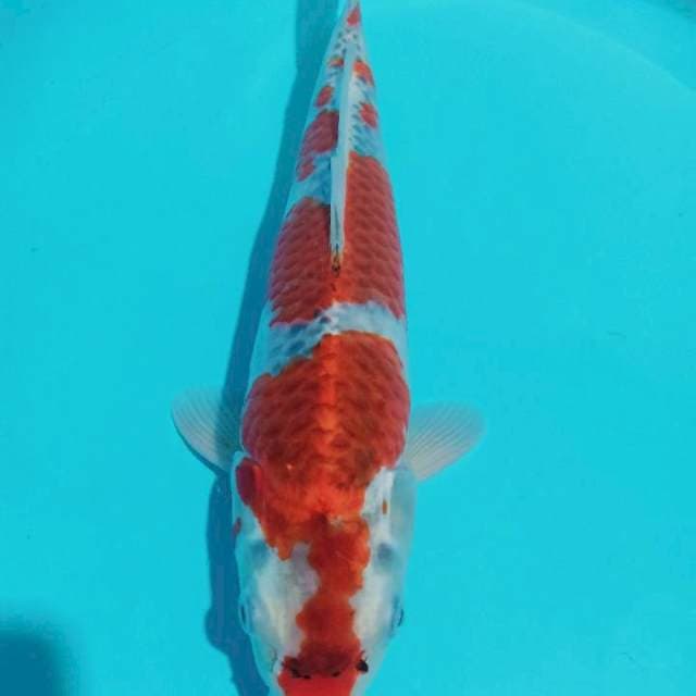 Ghosiki
