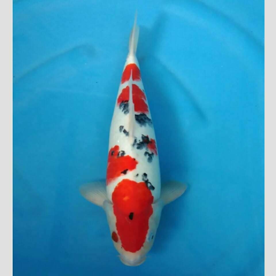 sanke 40cm koleksi superr
