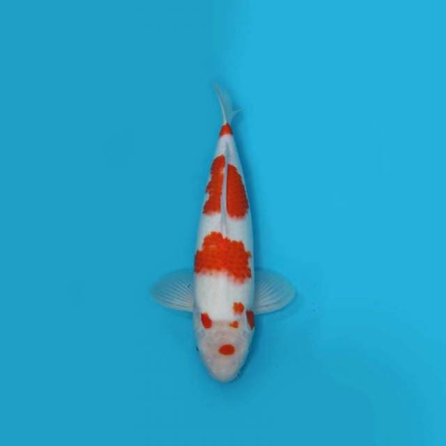 45CM - KOHAKU - F