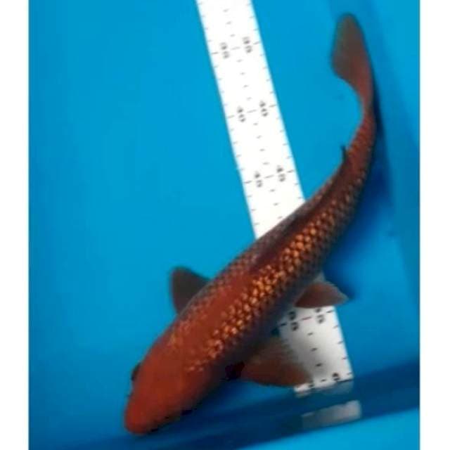 Cagoi ginrin 32cm