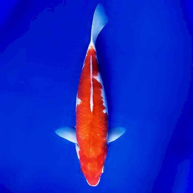 Kohaku 33cm