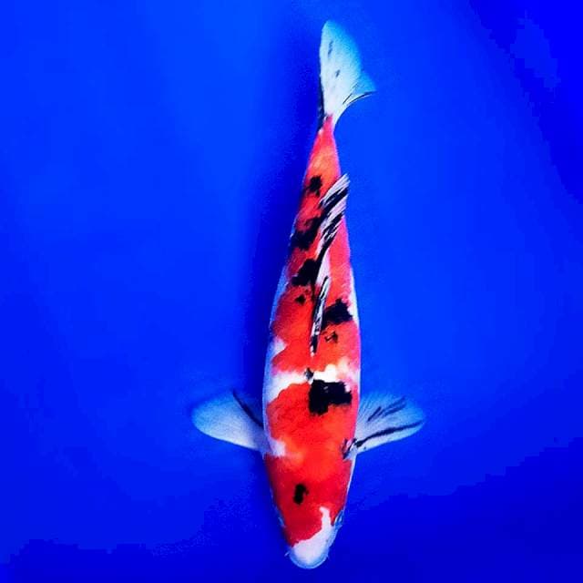 Sanke 29cm