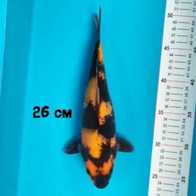 Utsuri 26 cm
