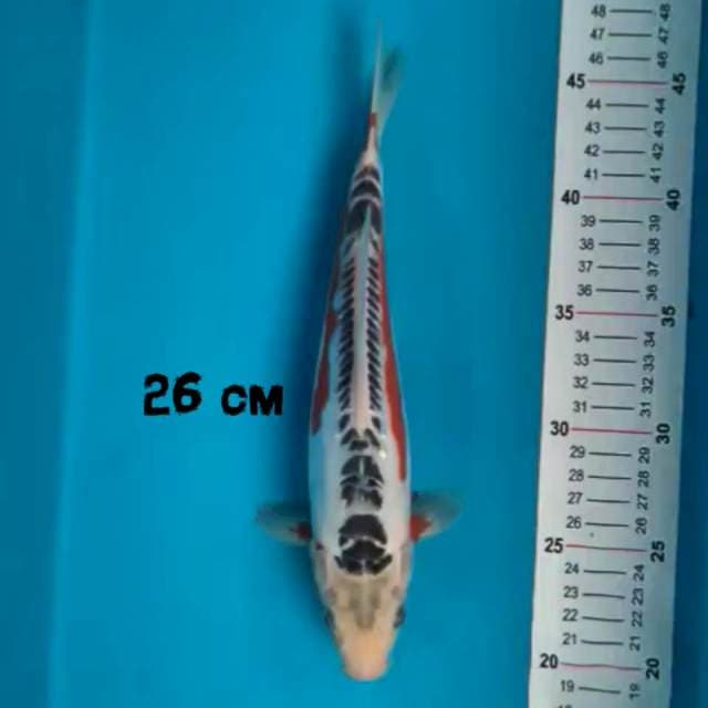 Shusui 26 cm