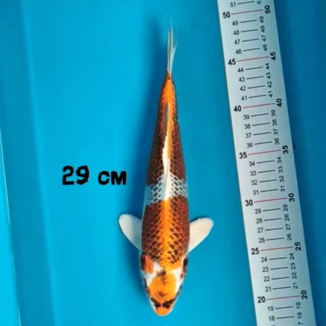 Maruten Kujaku 29 cm