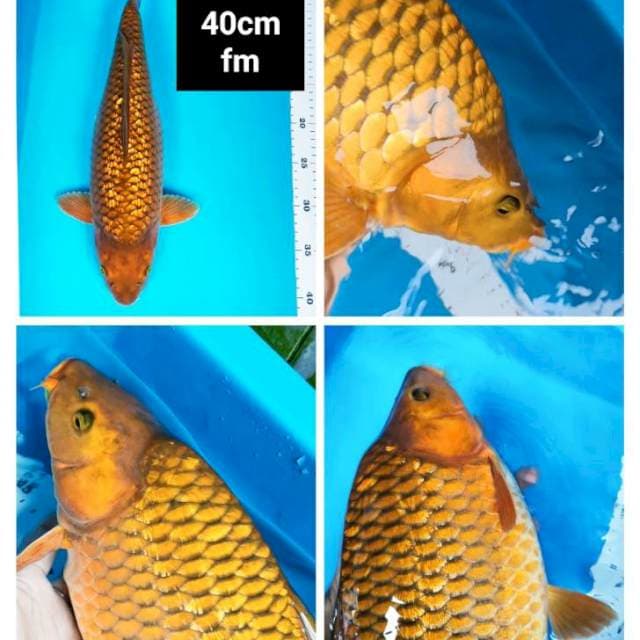 Tembaga ginrin punuk 40cm body jumbo