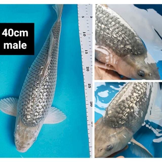 Soragoi punuk onta jumbo 40cm male
