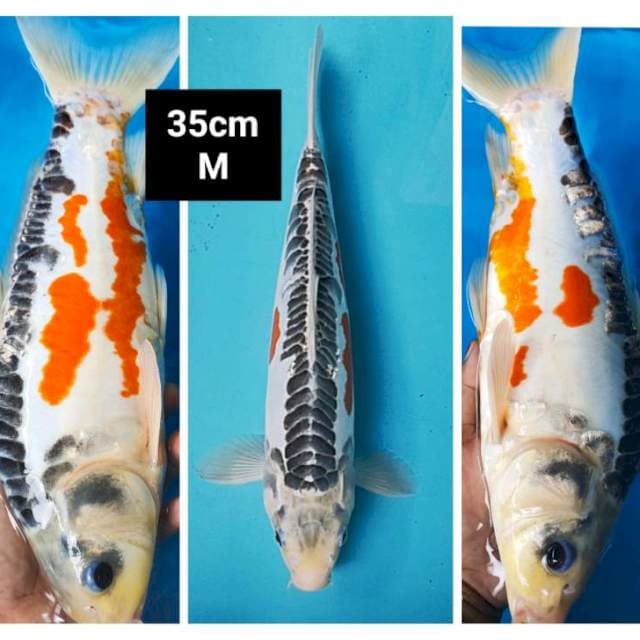 Hana shusui ring josss 35cm male